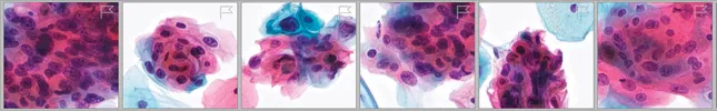 Image of cytology cells with correlated numbers